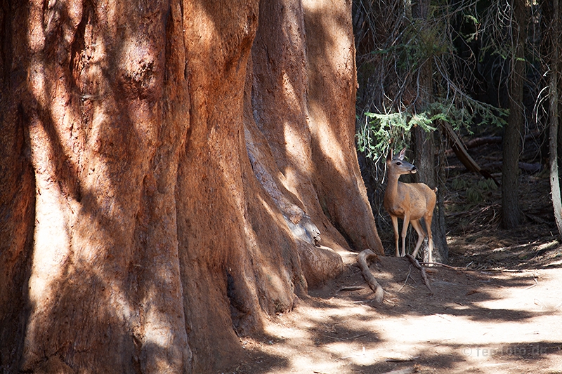 Mule Deer neben einem Sequoia